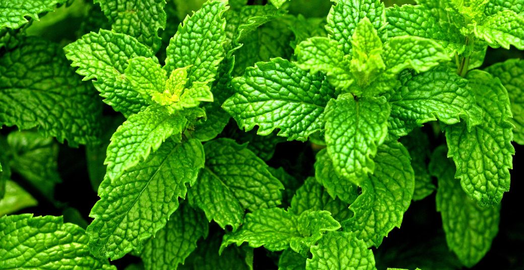 Peppermint